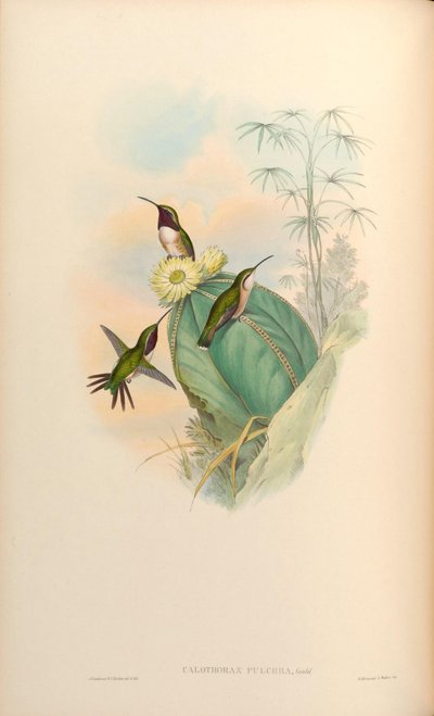 Calothorax pulcher by John Gould
